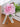 Elegant Artificial Silk Roses Flower Brooch - White