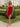 Strapless Ruffle Lace Up Mini Sheath Prom Dress in Red