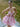 Boned Strapless Printing Ruffle Satin Mini Ball Gown Prom Dress - Pink